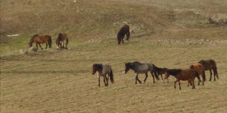 تركيا.. خيول برية تتجه إلى القرى بحثا عن الطعام