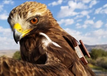 مارا بـ9 بلدان.. فريق تركي يتتبع هجرة نسر بين نصفي الكرة