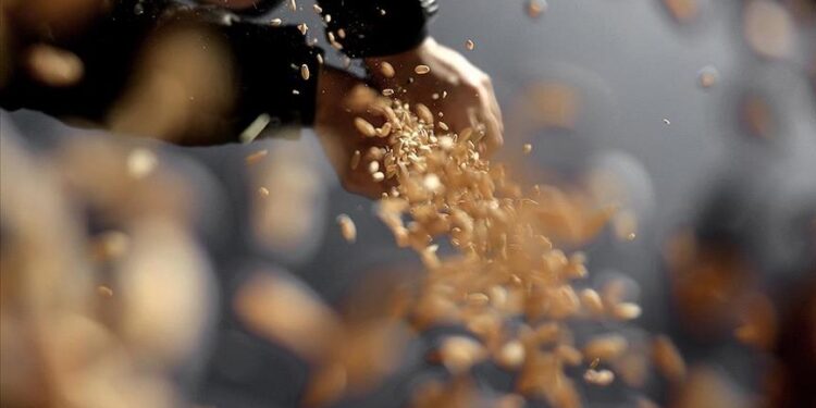 بالبذور وتقنيات الري.. آفاق تعاون زراعي تركي عربي