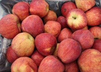 تركيا تصدر فواكه وخضراوات طازجة بأكثر من 762 مليون دولار