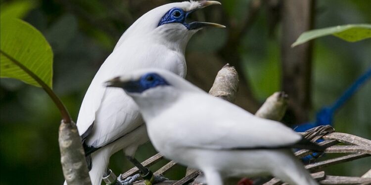 ظهور طير نادر في حديقة وسط تركيا