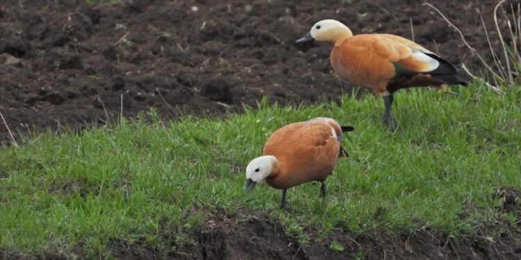 الطيور المهاجرة تزين الطبيعة في الشرق التركي