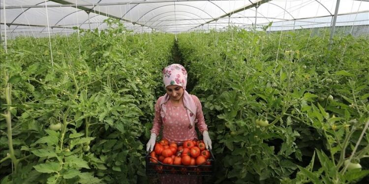 صادرات المنتجات الزراعية التركية تحقق 13.5 مليار دولار