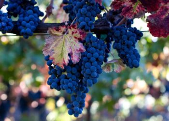 . بدأ حصد العنب الذي يُزرع في وقت مبكر في منطقة بولدان في دنيزلي